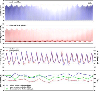 Dynamic Arterial Elastance During Experimental Endotoxic Septic Shock: A Potential Marker of Cardiovascular Efficiency